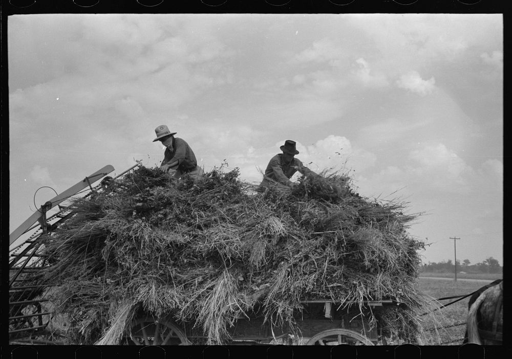 [Untitled photo, possibly related to: Handling soybean hay from loader onto wagon, Lake Dick Project, Arkansas] by Russell…