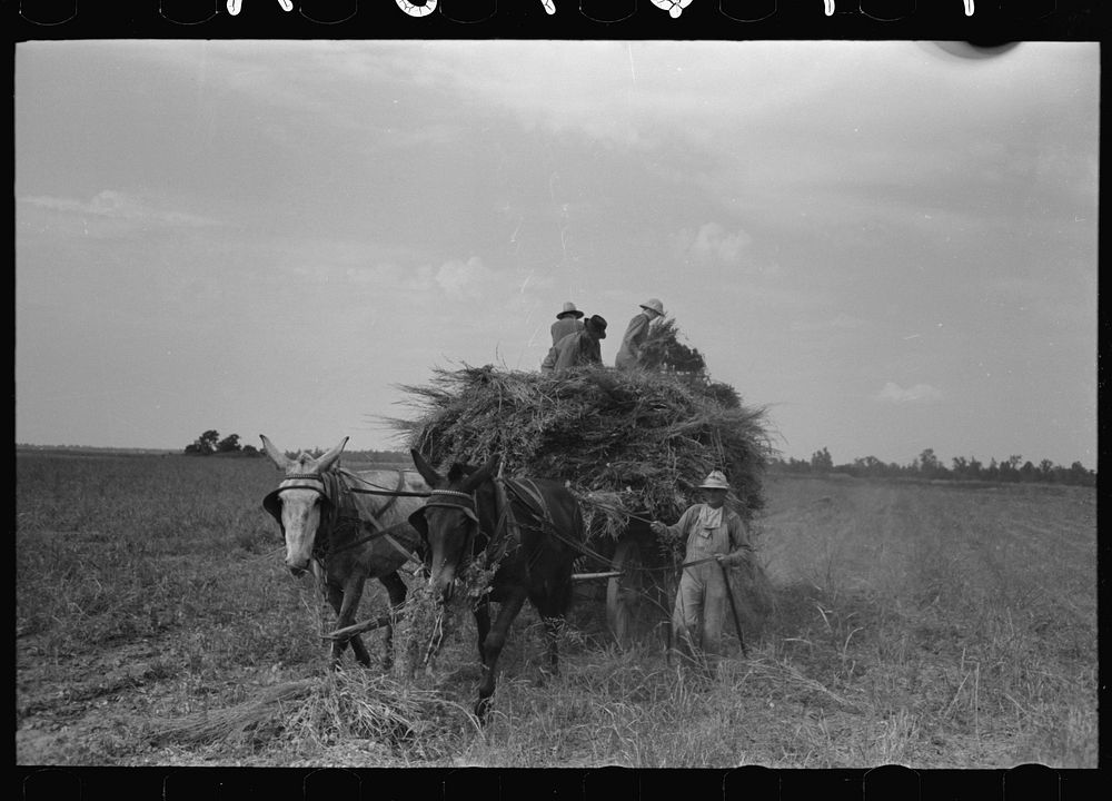 [Untitled photo, possibly related to: Hay loading machine in operation, Lake Dick Project, Arkansas] by Russell Lee