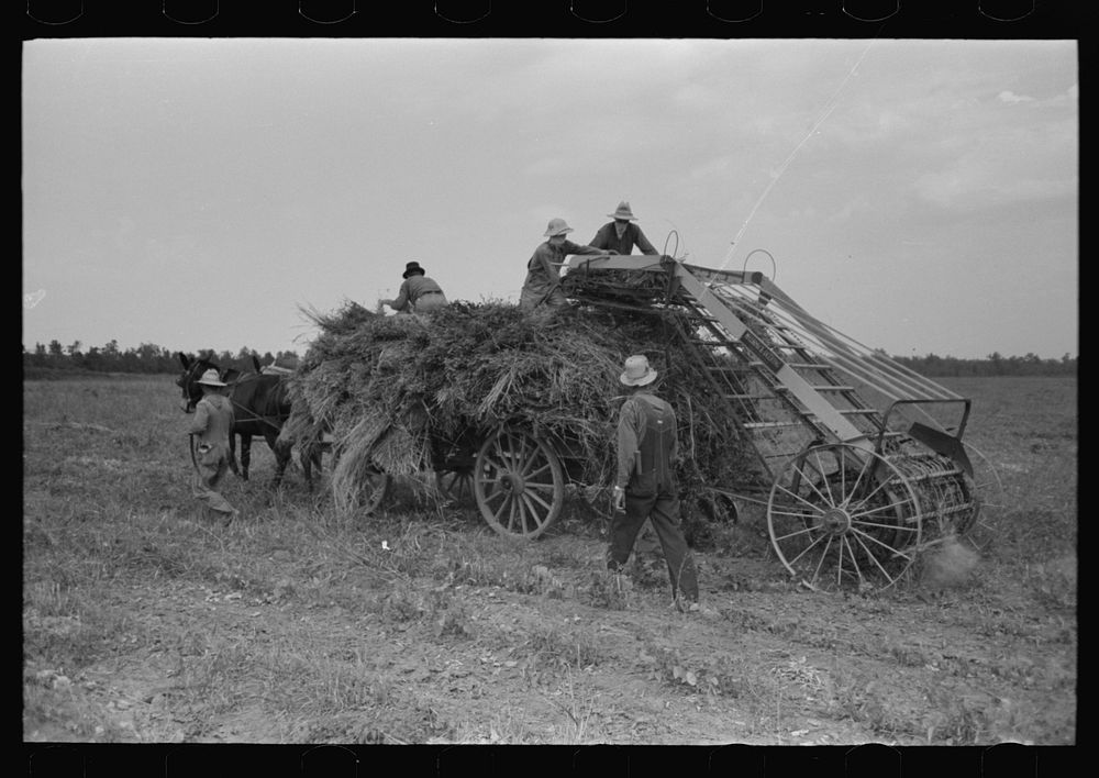 [Untitled photo, possibly related to: Putting up soybean hay. Man driving mule is president of cooperative association. Lake…