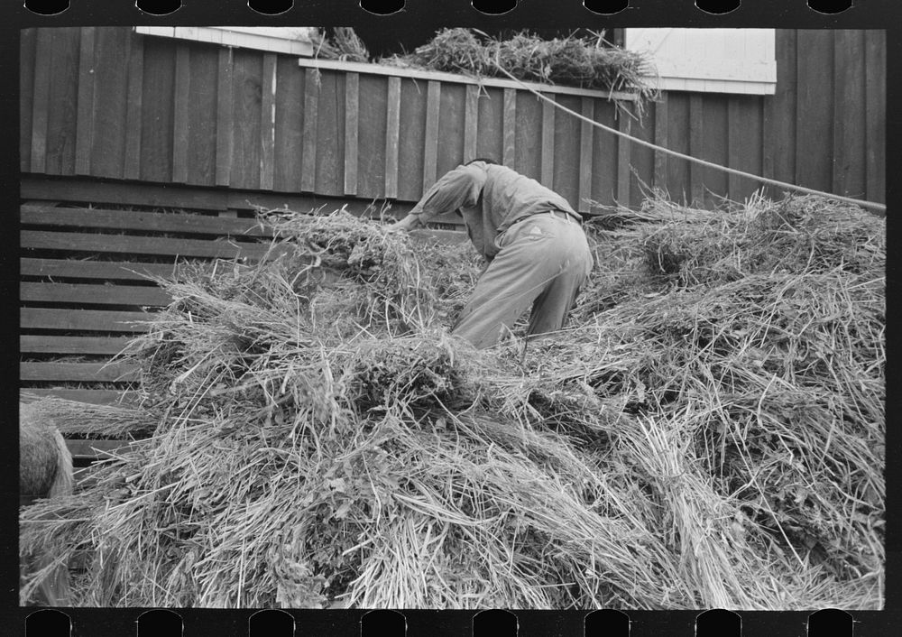 [Untitled photo, possibly related to: Elevating hay into loft, Lake Dick Project, Arkansas] by Russell Lee