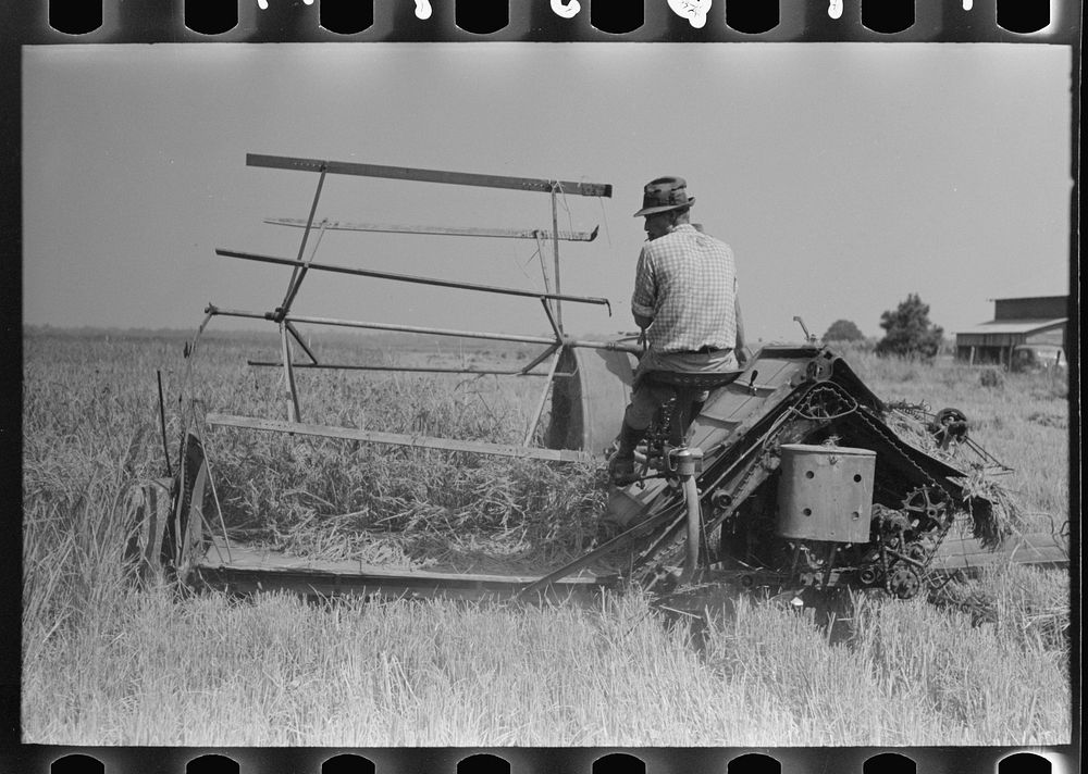 Cutting rice with binder, Crowley, Louisiana by Russell Lee