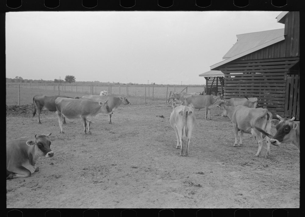 [Untitled photo, possibly related to: Bull, Lake Dick Project, Arkansas] by Russell Lee