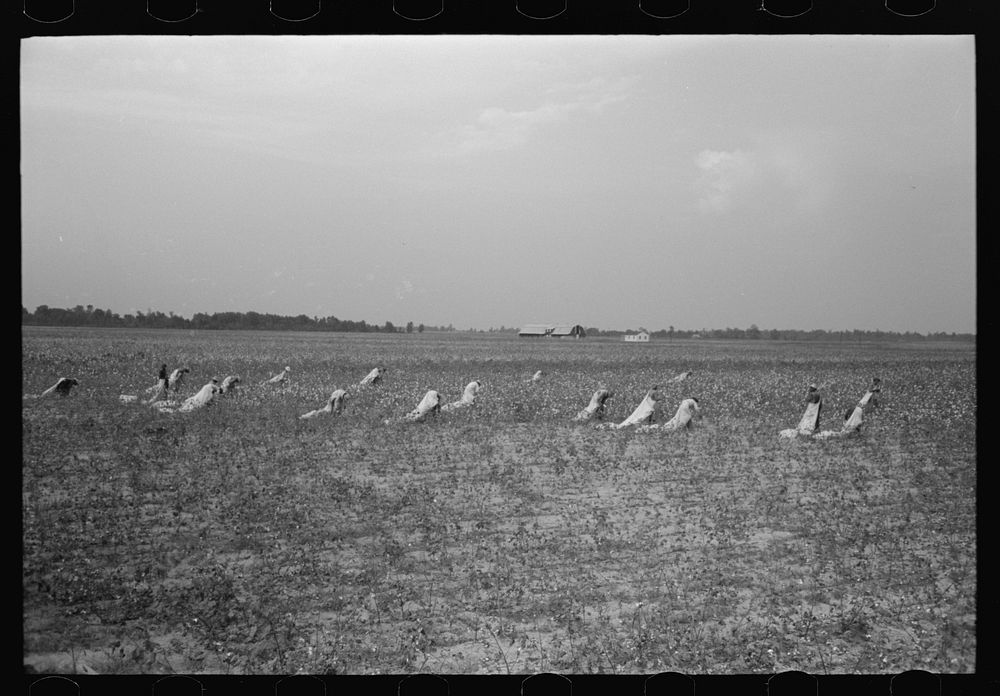 [Untitled photo, possibly related to: Picking cotton, members of Lake Dick Cooperative Association working together] by…