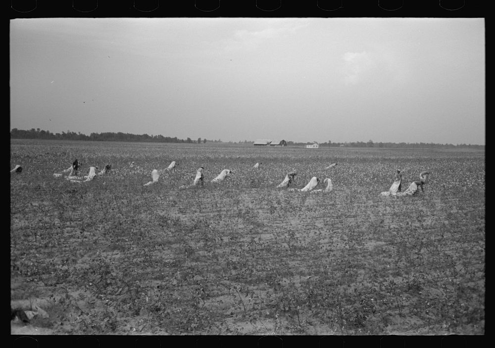 [Untitled photo, possibly related to: Picking cotton, members of Lake Dick Cooperative Association working together] by…