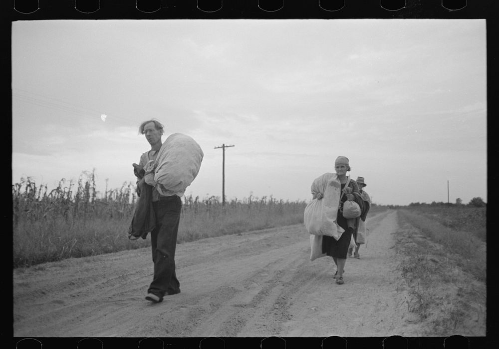 Cotton pickers, day laborers, walking in from field with cotton. Lake Dick Project, Arkansas by Russell Lee