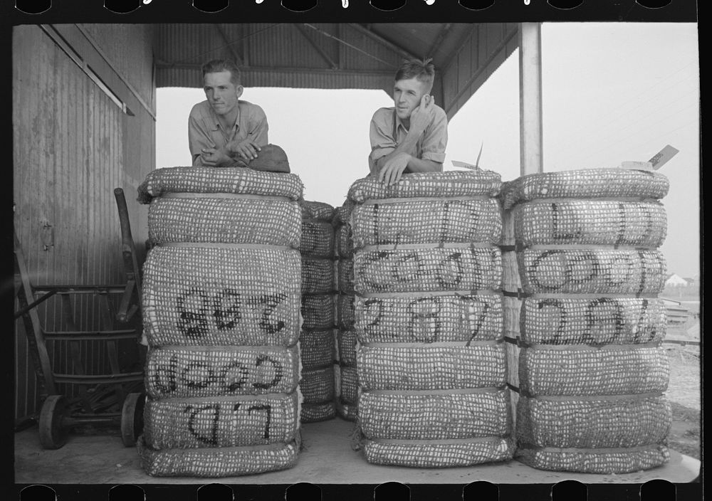 Members of Lake Dick cooperative resting on bales of cotton, Lake Dick Project, Arkansas by Russell Lee