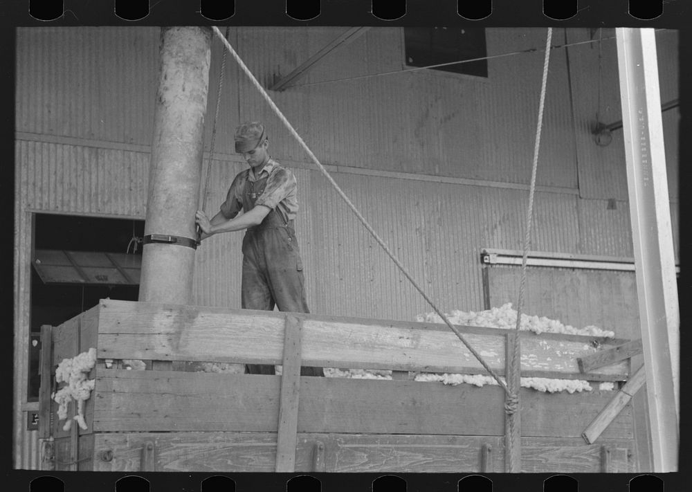 Member of cooperative association directing suction pipe for elevating cotton from wagon, Lake Dick Project, Arkansas by…