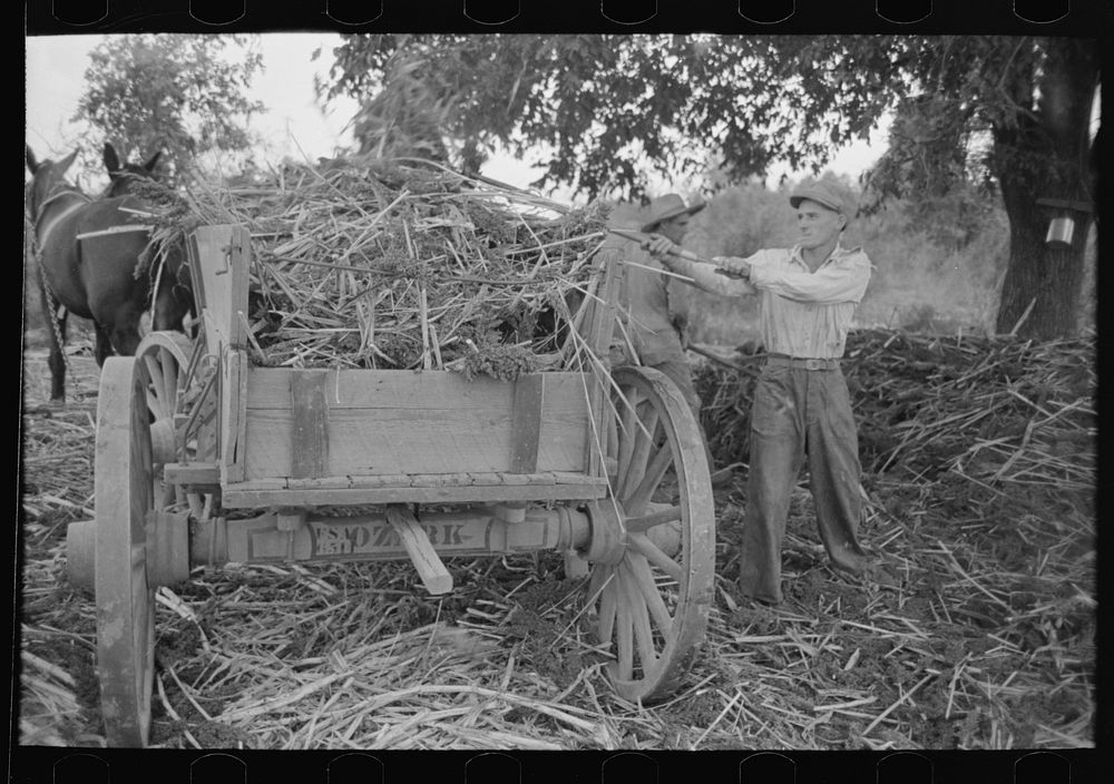 Farmer loading strippings from sorghum into wagon, Lake Dick Project, Arkansas by Russell Lee