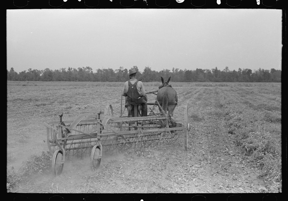 [Untitled photo, possibly related to: Member of Lake Dick Cooperative Association, Lake Dick Project, Arkansas] by Russell…