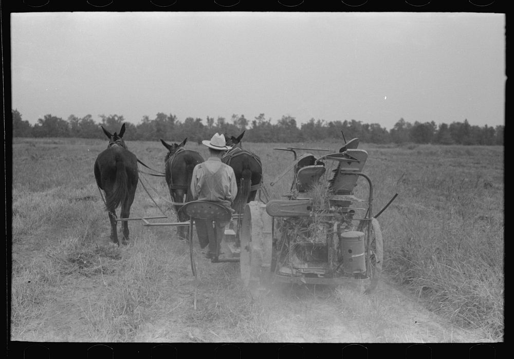 Cutting hay, Lake Dick Project, Arkansas by Russell Lee