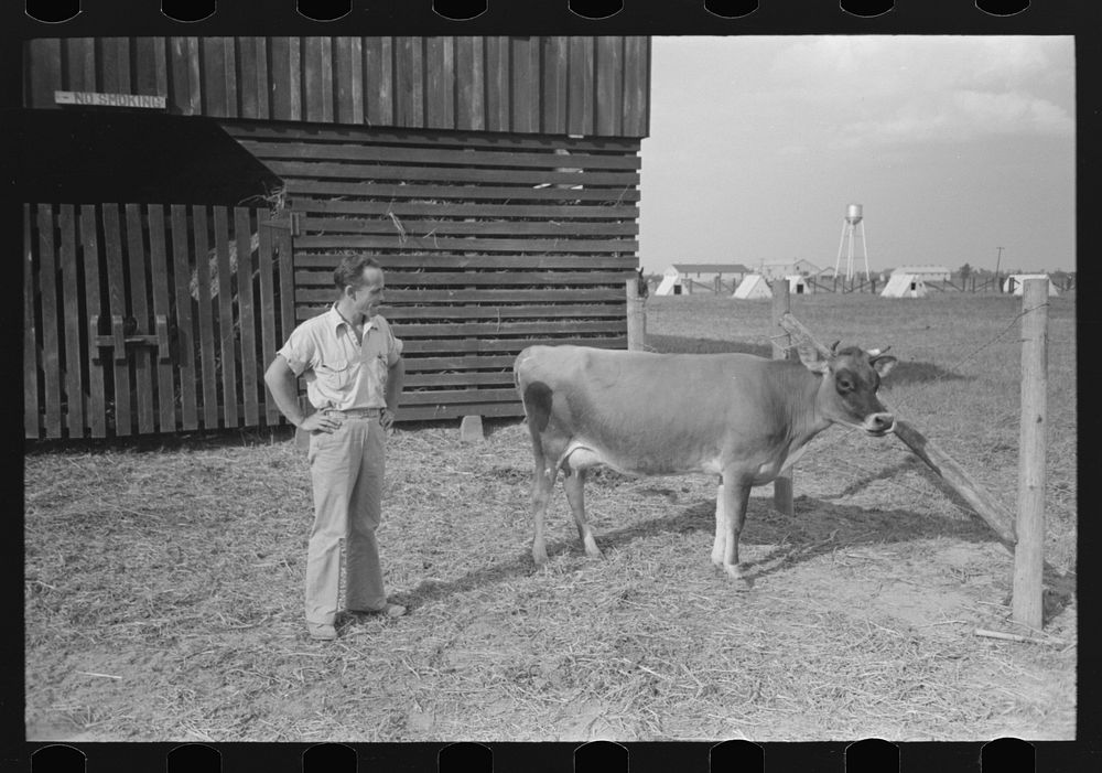 Member of Lake Dick cooperative with one of their cattle. Lake Dick Project, Arkansas by Russell Lee