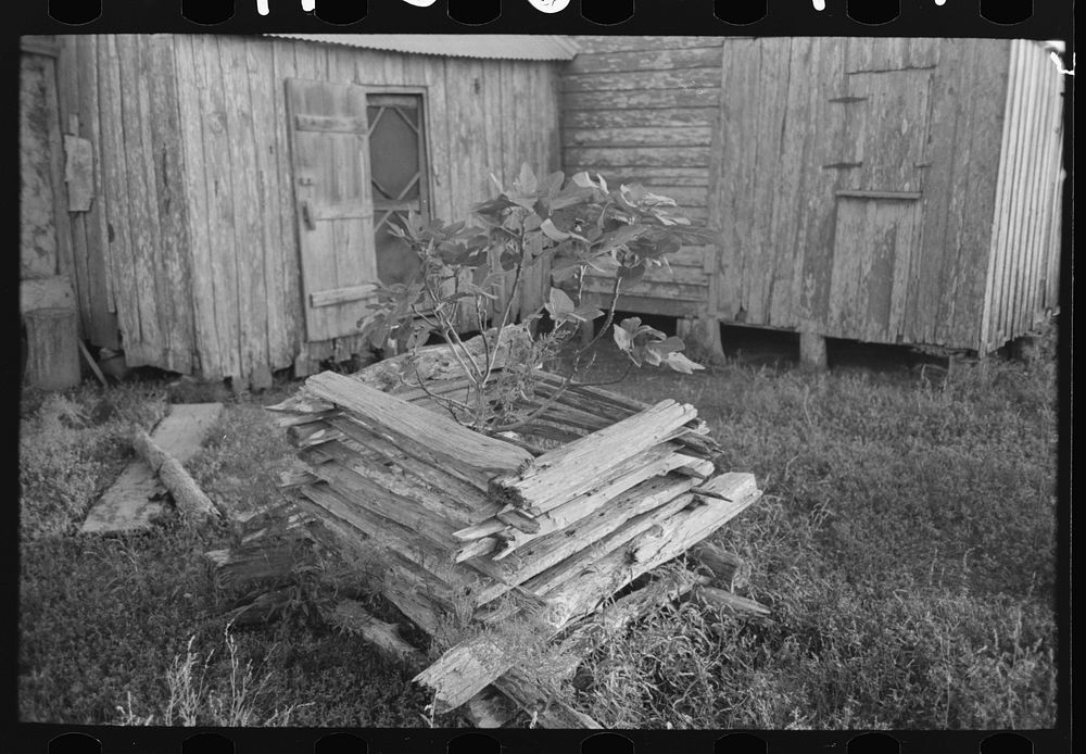 Primitive guard for tree protected from rabbits at farmhome of aged Cajun couple, near Crowley, Louisiana by Russell Lee