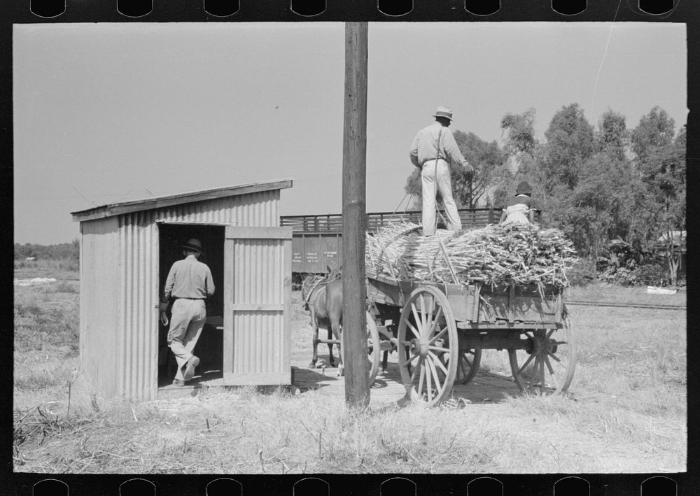 Load of sugarcane being weighed, New Roads, Louisiana by Russell Lee