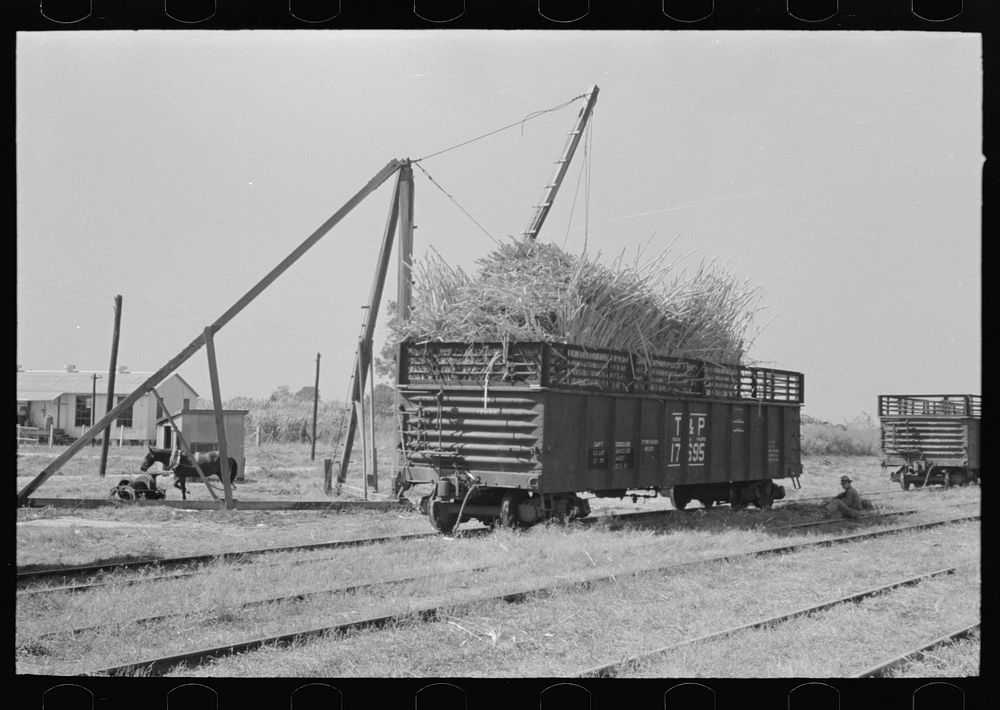 [Untitled photo, possibly related to: Sugarcane loaded into gondola car, New Roads, Louisiana] by Russell Lee