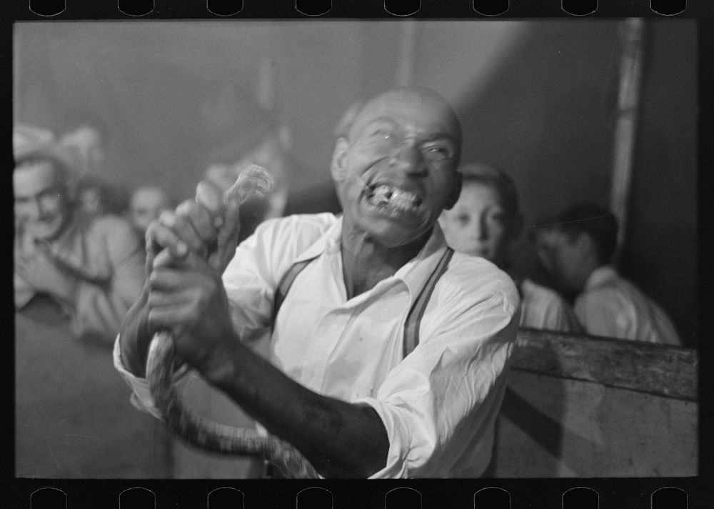 Man chewing piece of snake which he has just bitten off, state fair sideshow, Donaldsonville, Louisiana by Russell Lee