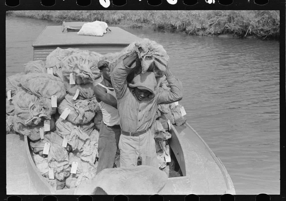 Unloading oysters from small boats, Olga, Louisiana by Russell Lee