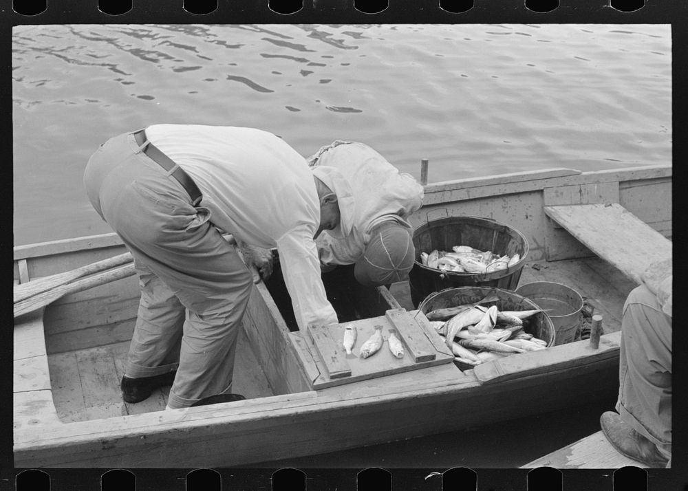 [Untitled photo, possibly related to: Unloading oysters from small boats, Olga, Louisiana] by Russell Lee
