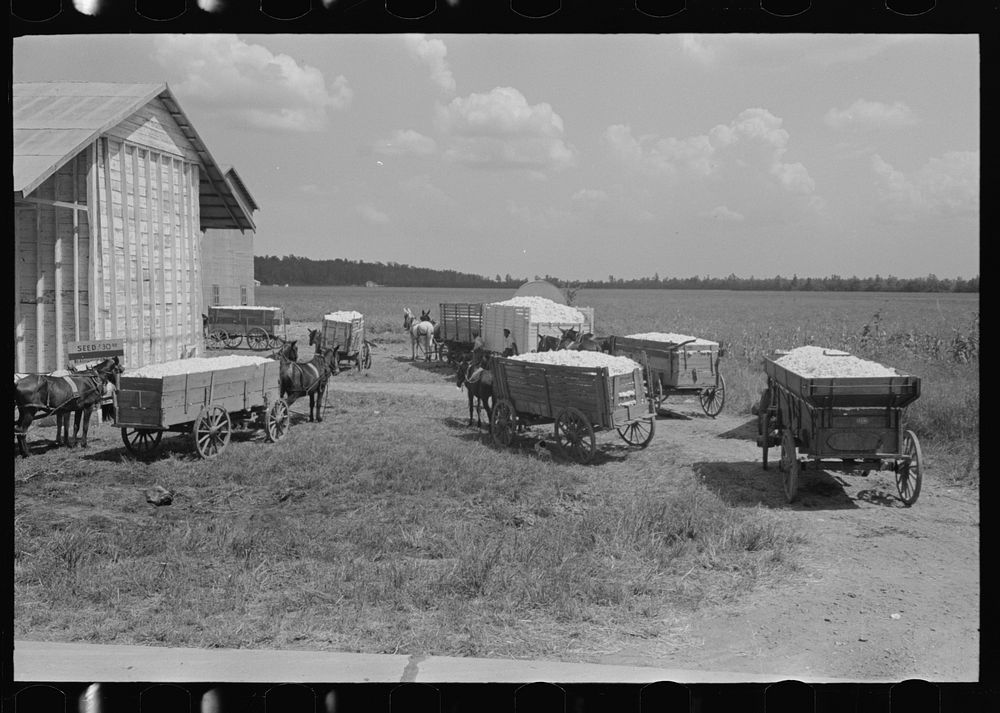 Wagons full of cotton waiting at the gin near Lehi, Arkansas by Russell Lee
