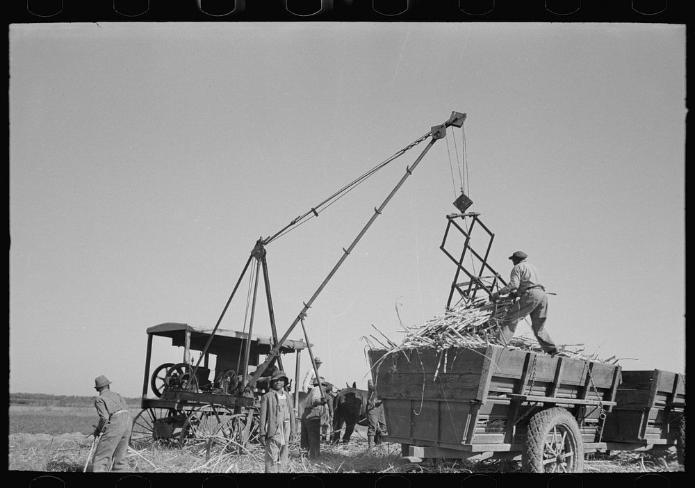[Untitled photo, possibly related to: Loading sugarcane, Louisiana] by Russell Lee