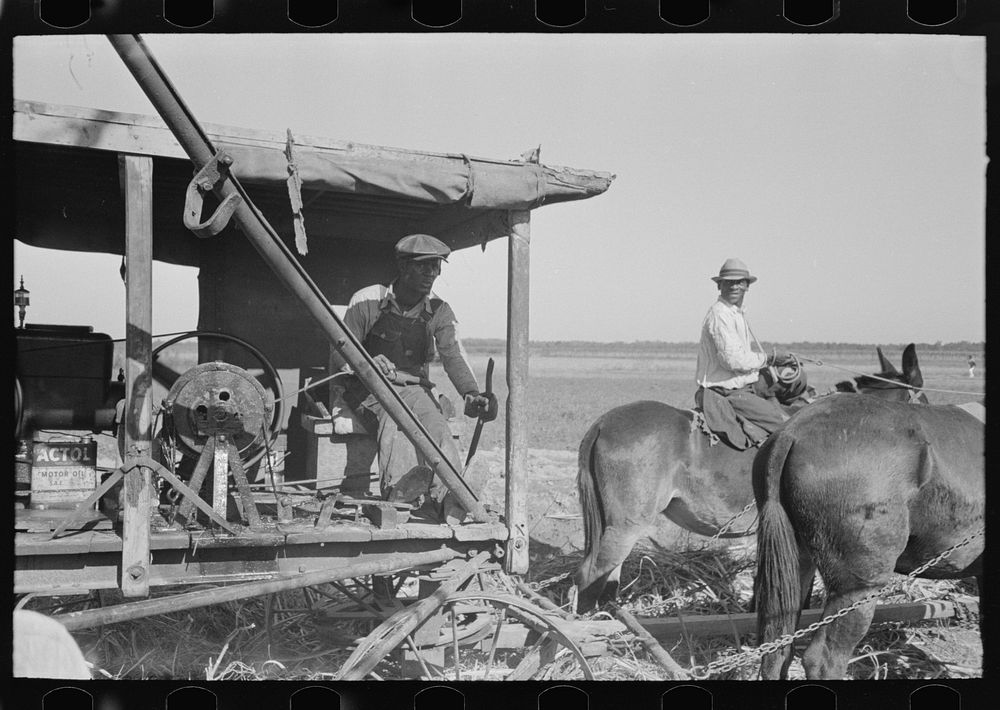 [Untitled photo, possibly related to: Loading sugarcane, Louisiana] by Russell Lee