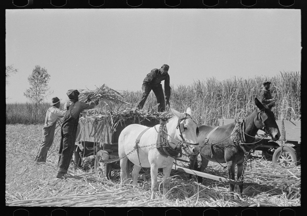Loading sugarcane, Louisiana by Russell Lee