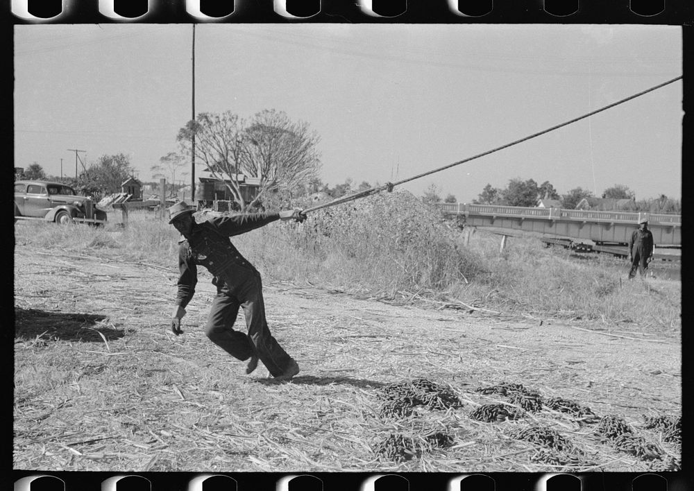 [Untitled photo, possibly related to: Removing sugarcane from truck at sugar mill near New Iberia, Louisiana] by Russell Lee