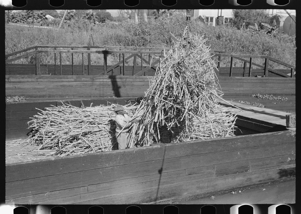 Loading sugarcane onto barge near Houma, Louisiana by Russell Lee