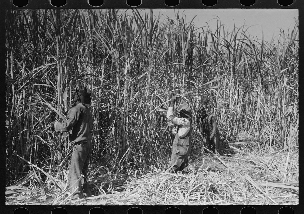 [Untitled photo, possibly related to: Cutting sugarcane in field near Lafayette, Louisiana] by Russell Lee