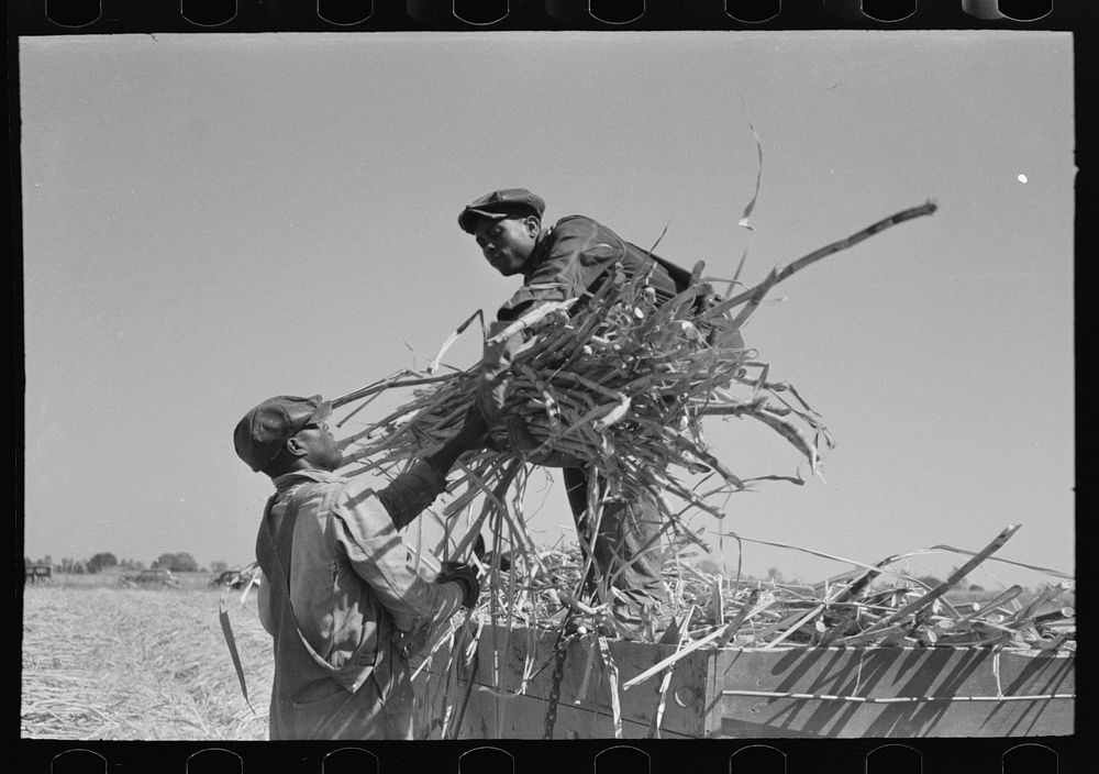 Loading sugarcane onto wagon near New Iberia, Louisiana by Russell Lee