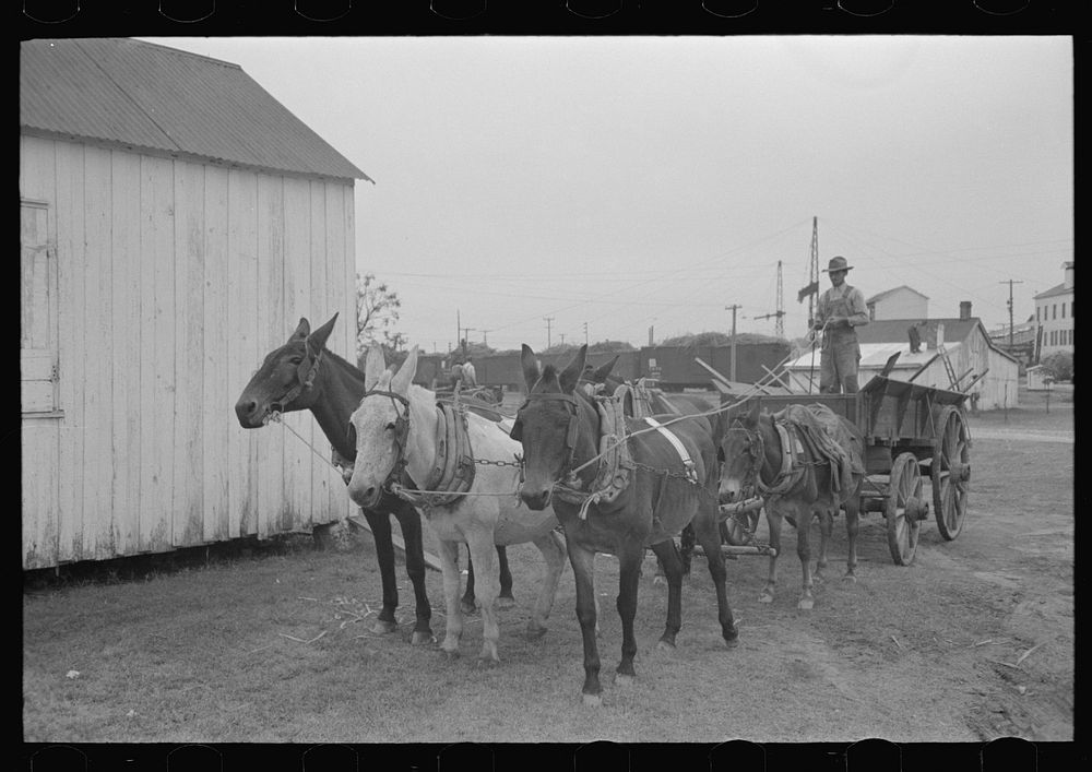 Mules and wagon, Port Barre, Louisiana by Russell Lee