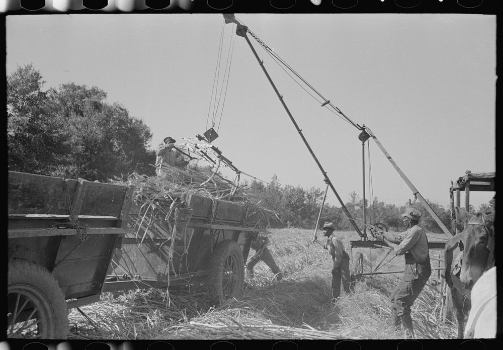 Sugarcane being unloaded onto trailer truck by means of a machine developed by  worker near New Iberia, Louisiana by Russell…