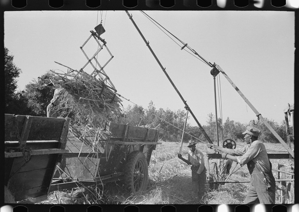 [Untitled photo, possibly related to: Sugarcane being unloaded onto trailer truck by means of a machine developed by  worker…