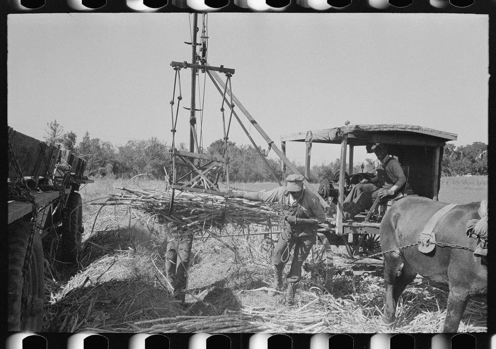 [Untitled photo, possibly related to: Sugarcane being unloaded onto trailer truck by means of a machine developed by  worker…