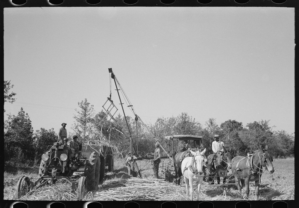 [Untitled photo, possibly related to: Loading sugarcane near New Iberia, Louisiana] by Russell Lee