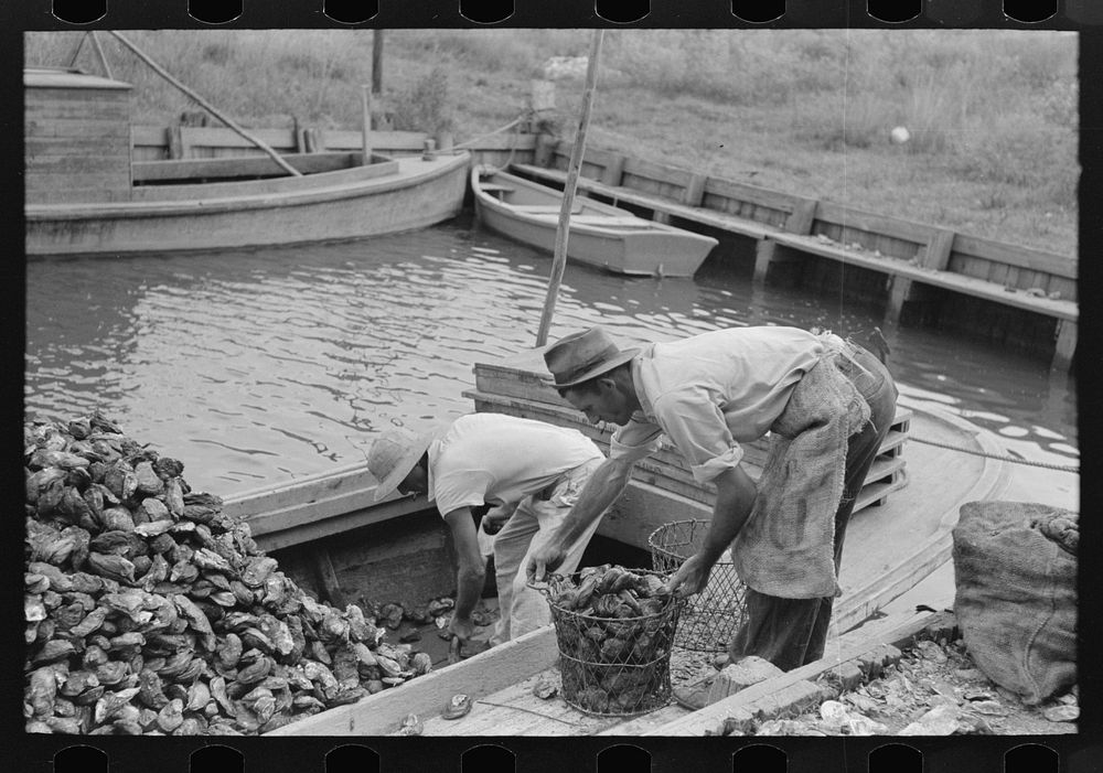 [Untitled photo, possibly related to: Dumping oysters into sacks from wire baskets, Olga, Louisiana] by Russell Lee