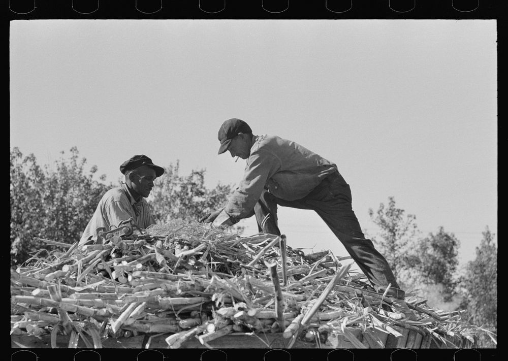 [Untitled photo, possibly related to: Loading sugar cane onto truck by means of large scissors grab, in sugarcane field near…