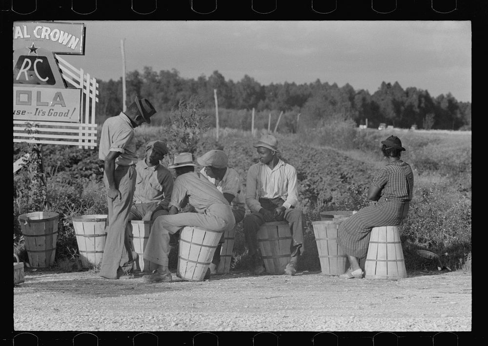 [Untitled photo, possibly related to: String bean pickers waiting along highway for trucks to pick them up, near Gibson…
