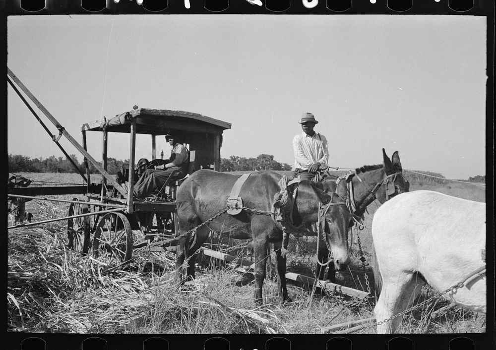 Part of machine developed by  for loading sugarcane onto trucks near New Iberia, Louisiana by Russell Lee