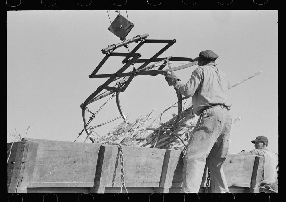 Manipulating scissors crane used for loading sugarcane in field near New Iberia, Louisiana by Russell Lee