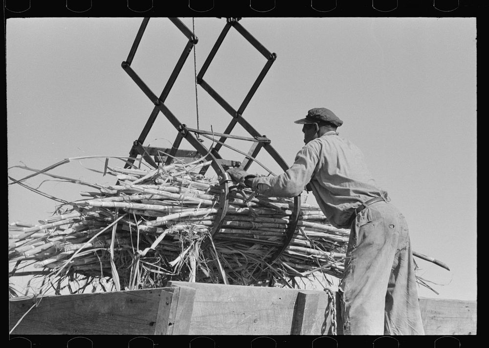 [Untitled photo, possibly related to: Manipulating scissors crane used for loading sugarcane in field near New Iberia…