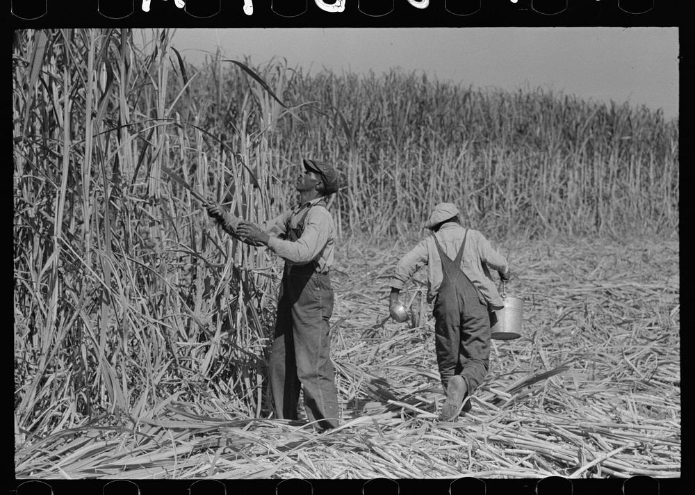 Sugarcane cutter and waterboy in field near New Iberia, Louisiana by Russell Lee
