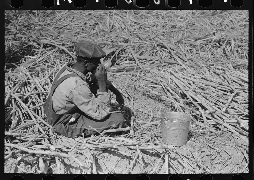  sugarcane worker drinking water in the field near New Iberia, Louisiana by Russell Lee