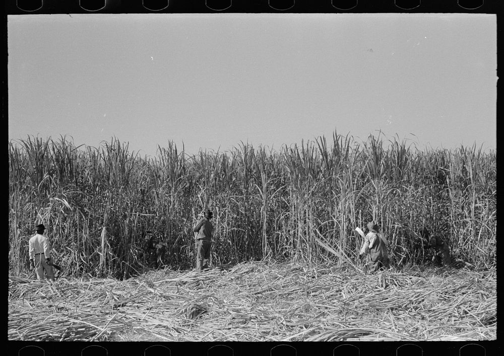 Cutting sugarcane near New Iberia, Louisiana by Russell Lee