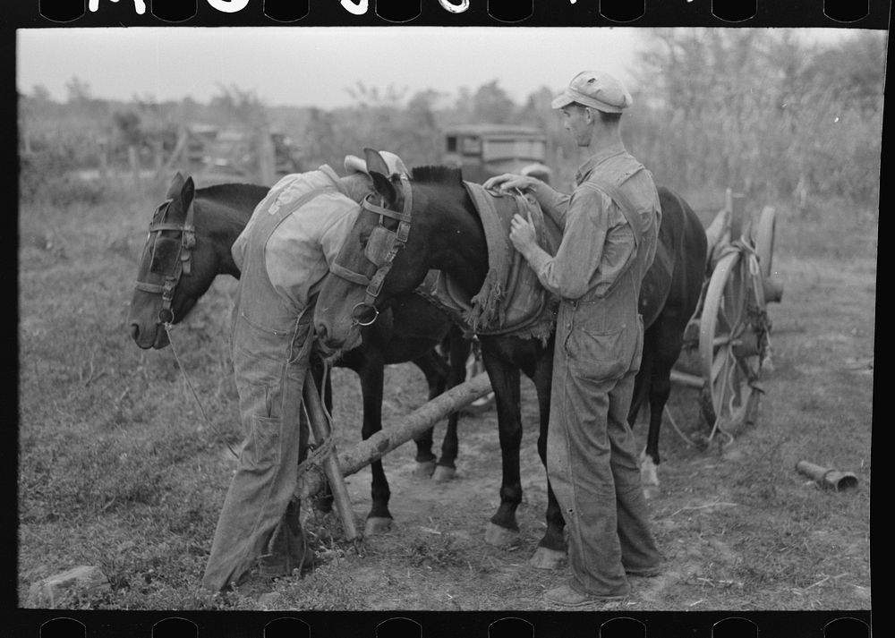 Father and son, farmers near Morganza, Louisiana, unhitching team. This family will receive assistance from the FSA (Farm…