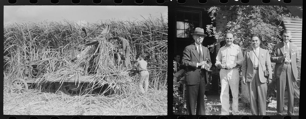 [Untitled photo, possibly related to: Allen Ramsey Wurtele, second from left, inventor of mechanical sugarcane harvester…
