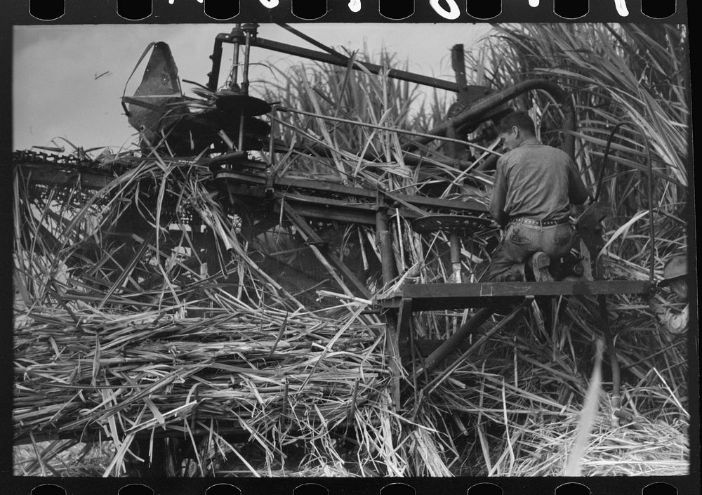 [Untitled photo, possibly related to: Wurtele sugarcane harvester bogged down and out of temporary running condition, Mix…
