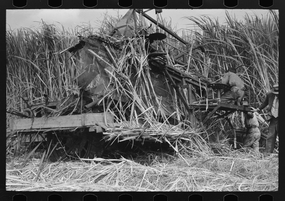 [Untitled photo, possibly related to: Wurtele sugarcane harvester bogged down and out of temporary running condition, Mix…