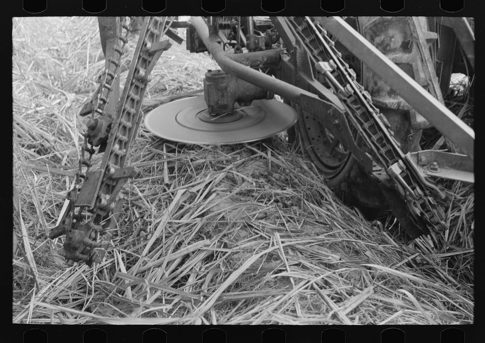 Rotating knives which cut sugarcane close to the ground. Detail of construction of Wurtele Sugarcane harvester, Mix…