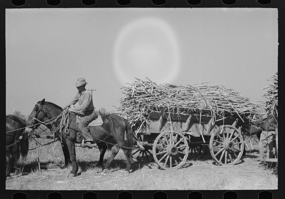 Farmer astride horse pulling sugarcane to railroad loading platform near Delcambre, Louisiana by Russell Lee