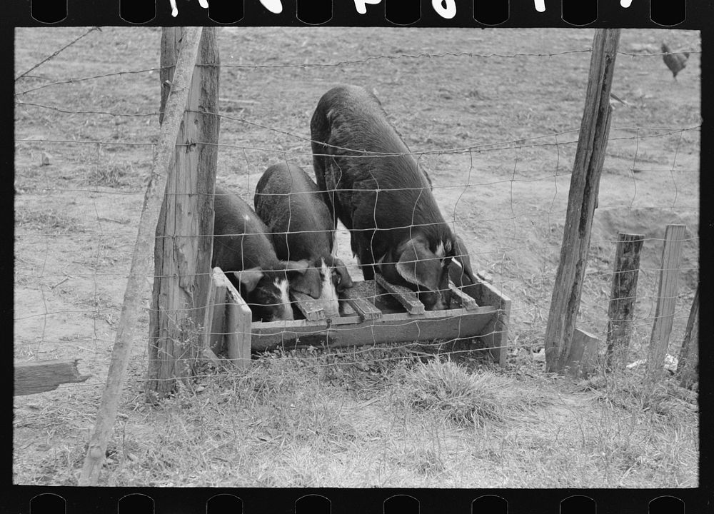 Pigs feeding in trough on farm of FSA (Farm Security Administration) client who will participate in home purchase. Near…